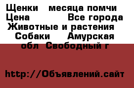 Щенки 4 месяца-помчи › Цена ­ 5 000 - Все города Животные и растения » Собаки   . Амурская обл.,Свободный г.